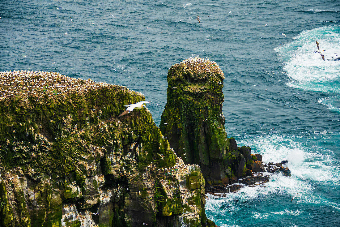 Nord-Gannet (Morus Bassanus), Insel Mykines, Färöer, Dänemark