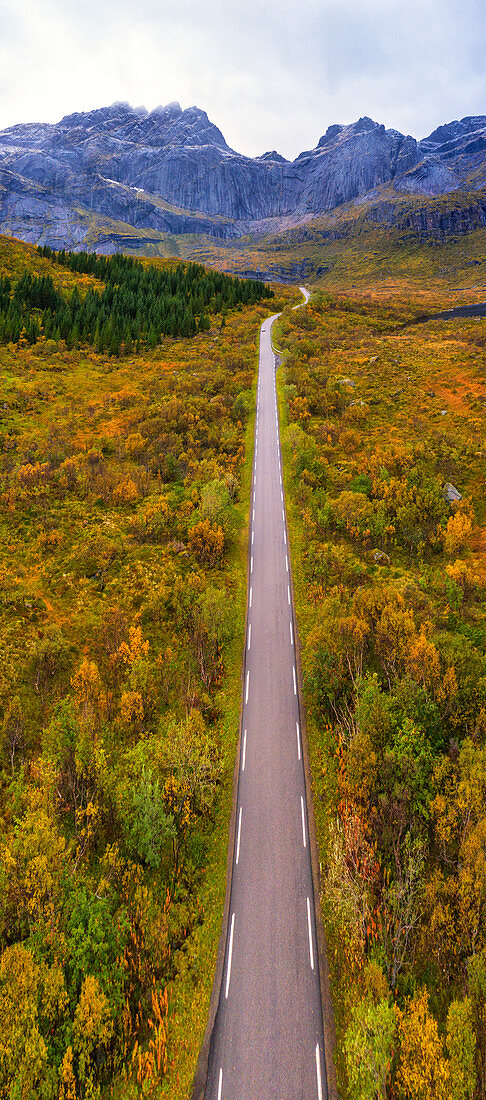 Aerial panoramic of road to Nusfjord in between the colorful woods in autumn, Flakstadoya, Nordland, Lofoten Islands, Norway