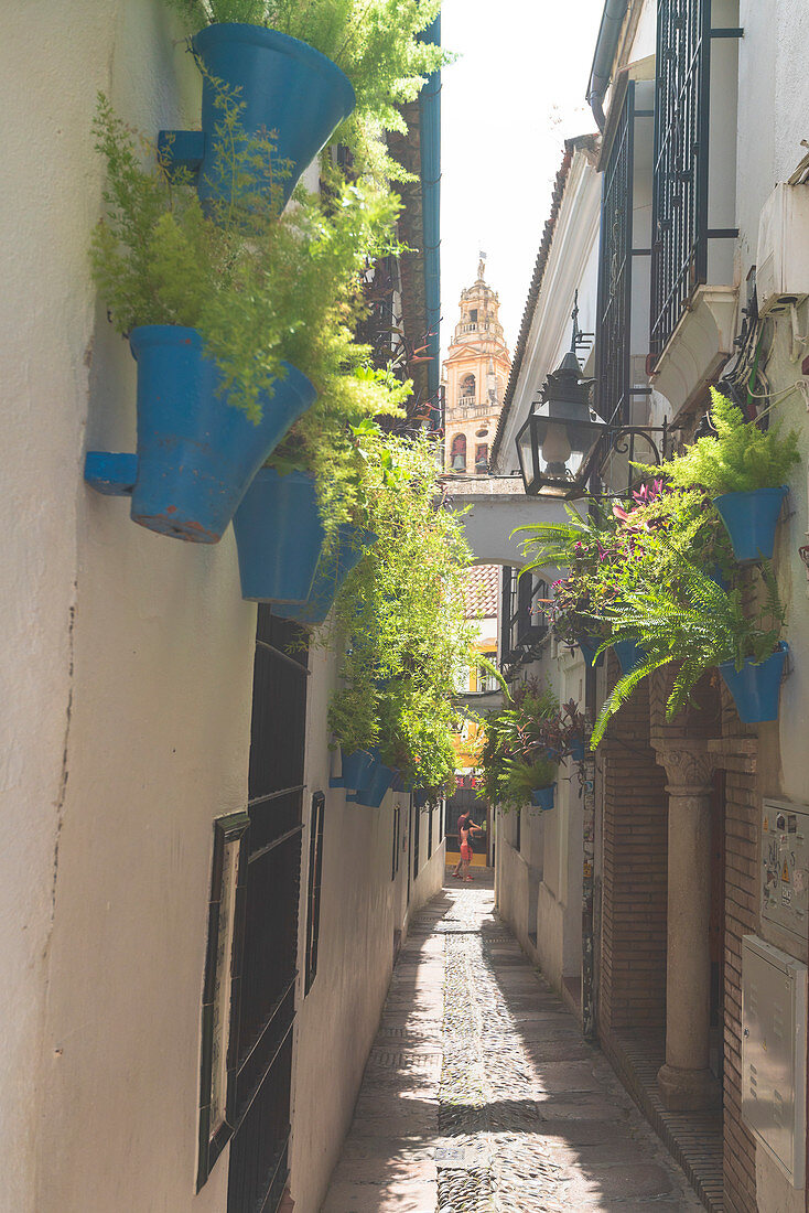 Hängende Blumentöpfe an weißen Wänden, Calleja De Las Flores, Cordoba, Andalusien, Spanien