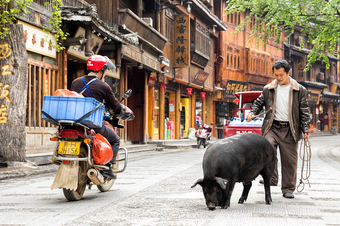 Mann mit Schwein, Xijiang Thousand Houses Miao Village, Guizhou, China