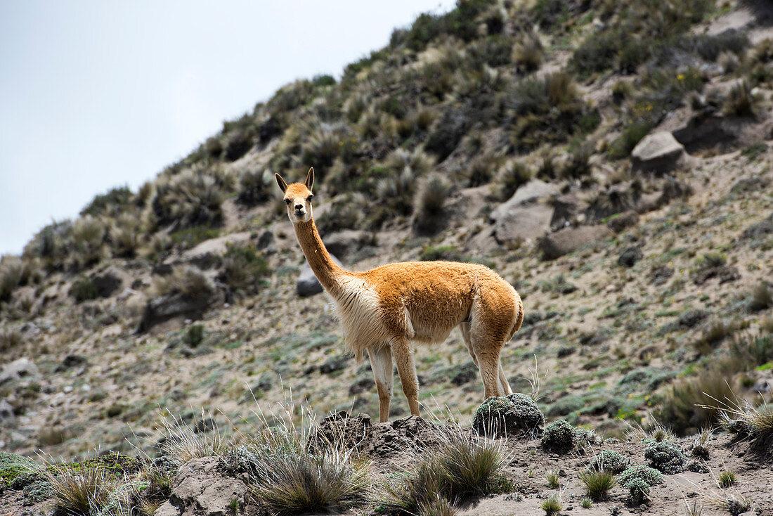 Vicuna, Chimborazo, Kanton Riobamba, Provinz Chimborazo, Ecuador