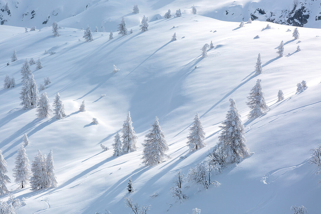 Gefrorene Bäume in der schneebedeckten Landschaft, Val Lunga, Tartano-Tal, Sondrio-Provinz, Valtellina, Lombardei, Italien