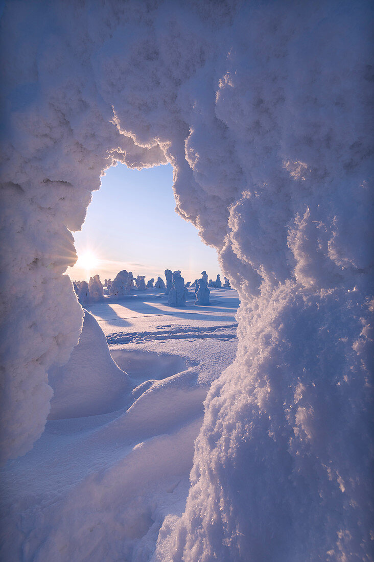 Frozen woods, Riisitunturi National Park, Posio, Lapland, Finland