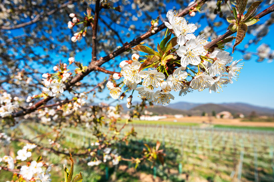 Cherry tree in bloom in Franciacorta, Brescia province, Lombardy district, italy, Europe