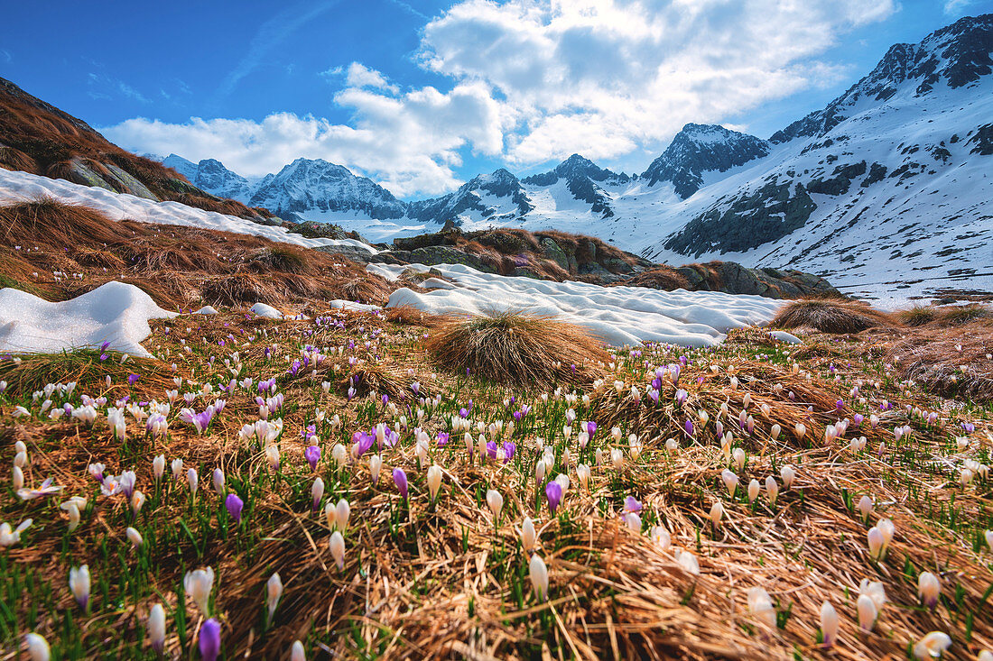 Miller valley in Adamello park, Brescia province, Lombardy district, Italy.