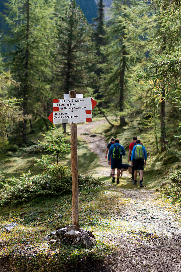 Misurina, Dolomites, province of Belluno, Veneto, Italy. Hike to the refuge Fonda Savio in the Cadini mountain group