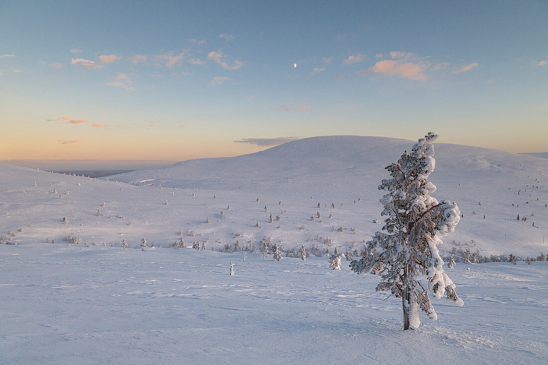 Lonely tree at Pallas - Yll?stunturi national park, Muonio, Lapland, Finland, Europe