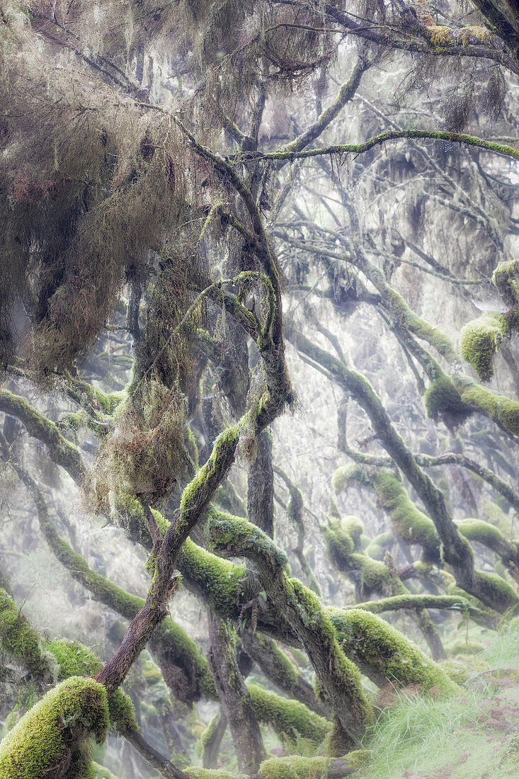 Harenna forest, Bale mountains national park, Ethiopia