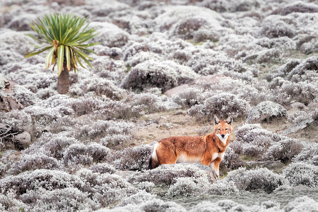 Simien-Wolf (Canis simensis) im Bale-Mountains-Nationalpark, Äthiopien