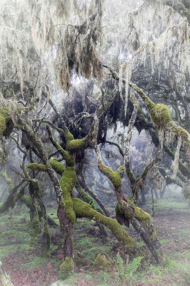 Harenna-Wald, Bale-Mountains-Nationalpark, Äthiopien