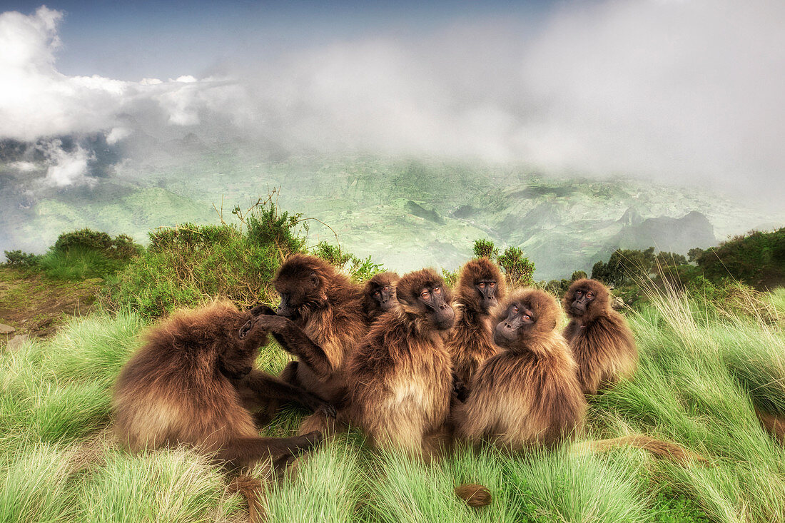 Gelada baboon family in Simien Mountains National Park, Northern Ethiopia