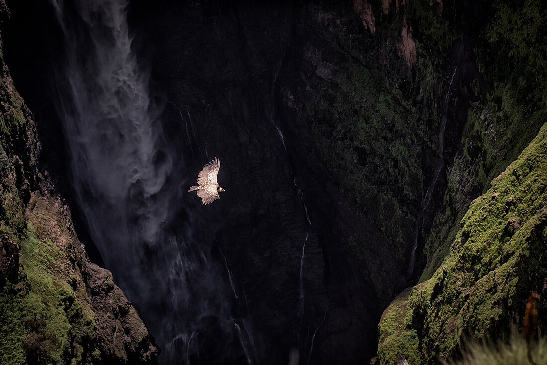 Geierfliegen über Jinbar-Wasserfällen (Jin Bahir Falls), Simien-Gebirgsnationalpark, Äthiopien