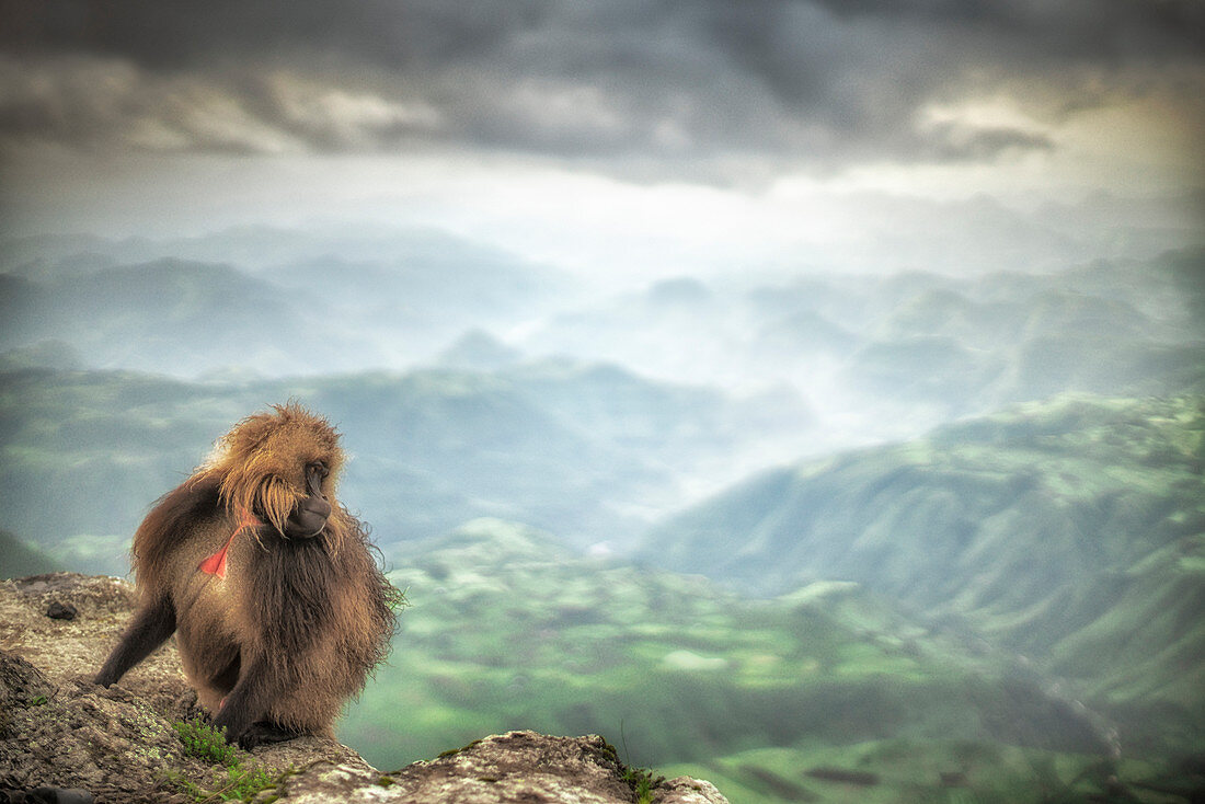 Gelada Pavian im Simien Gebirgsnationalpark, Nordäthiopien