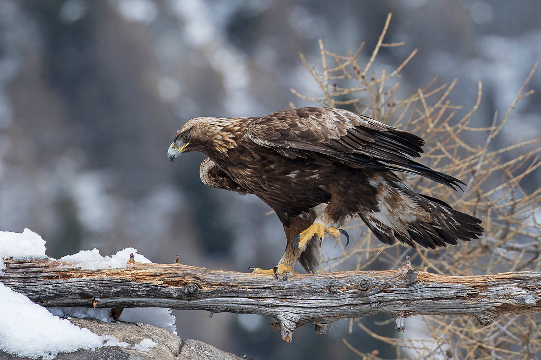 Golden eagle, Stelvio National Park, Lombardy, Italy