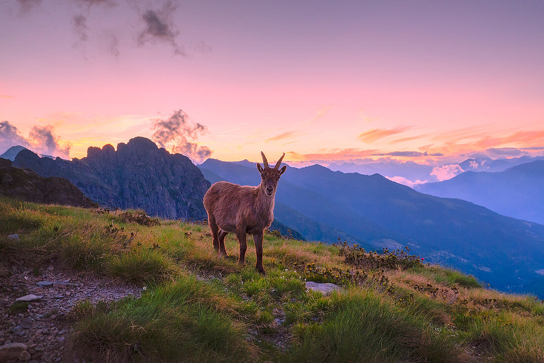 Young ibex during sunset in high mountain. Valgerola, Orobie Alps, Valtellina, Lombardy, Italy, Europe