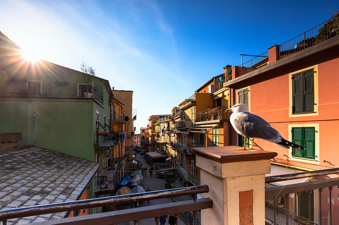 Seagull looks tourists above the main street of Manarola, Cinque Terre, Liguria, Italy, Europe.