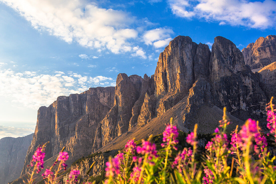 Summer flowering with Sella group in the background. Gardena Pass, Gardena Valley, Dolomites, South Tyrol, Italy, Europe.