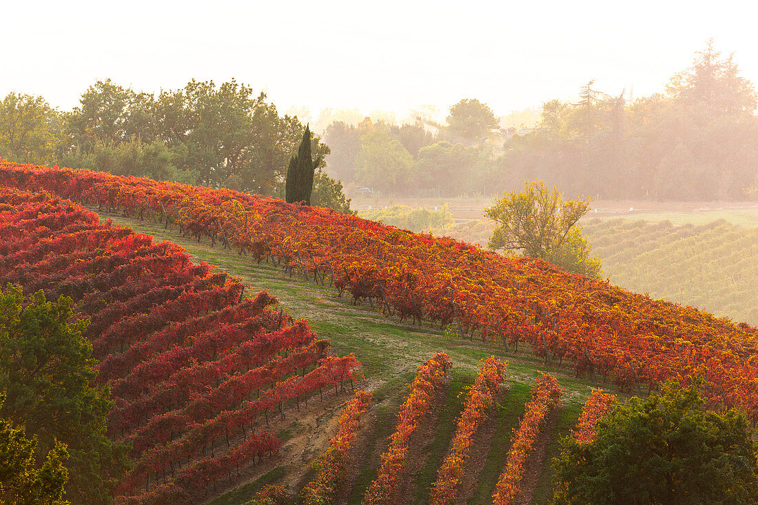 Herbstliche Weinberge bei Sonnenuntergang in Castelvetro di Modena, Emilia Romagna, Italien
