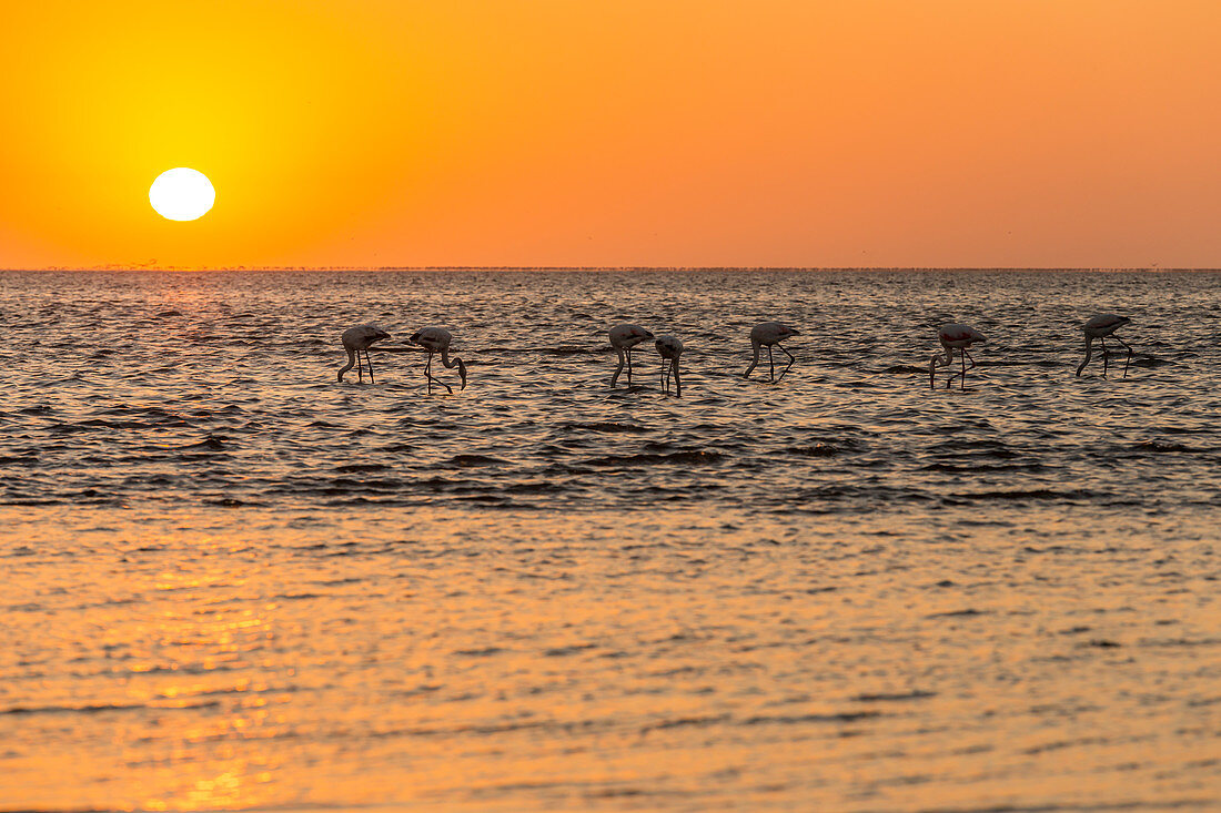 Greater flamingo feeding at Walvis Bay at sunset,Swakopmund,Namibia,Africa