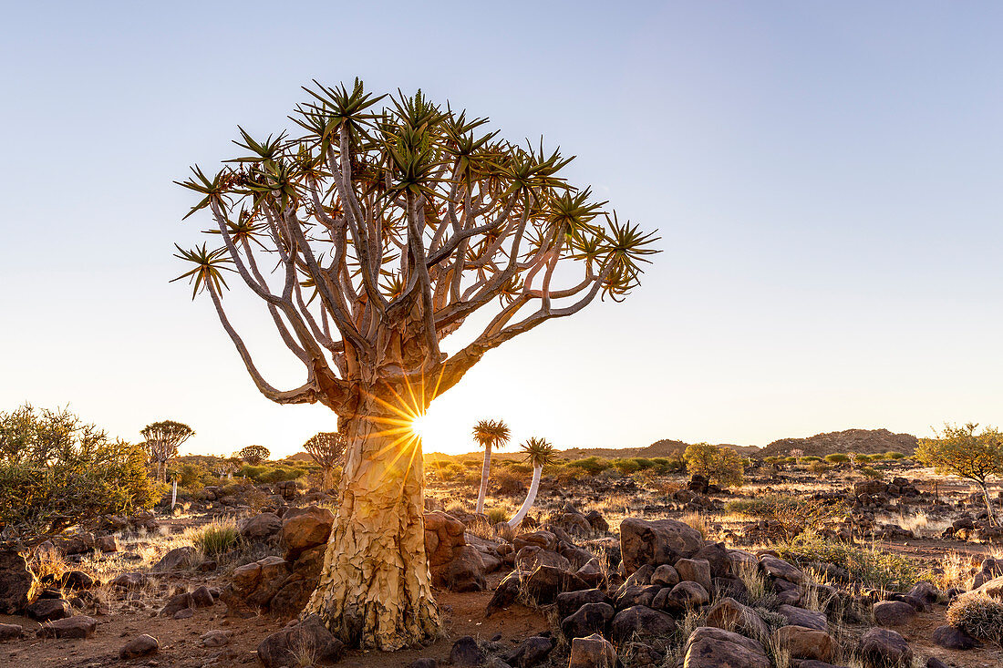 Köcherbaumwald bei Sonnenuntergang, Keetmanshoop, Namibia, Afrika