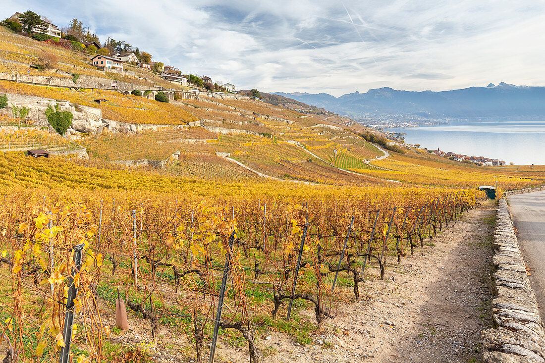 View of the lavaux vineyards surrounding Lake Geneva in autumn, Unesco World Heritage Site. Canton of Vaud, Switzerland.