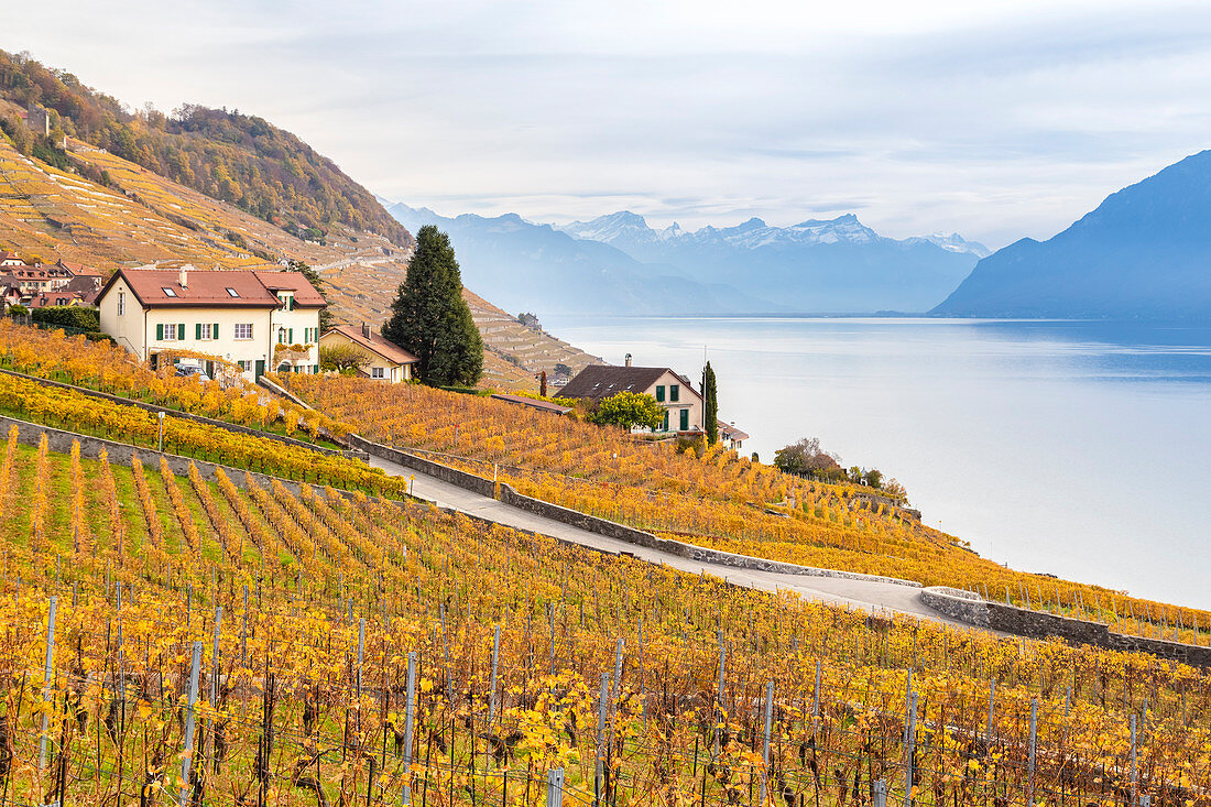 Ansicht der Lavaux Weinberge, die Genfersee im Herbst, UNESCO-Welterbestätte umgeben, Kanton Waadt, Schweiz