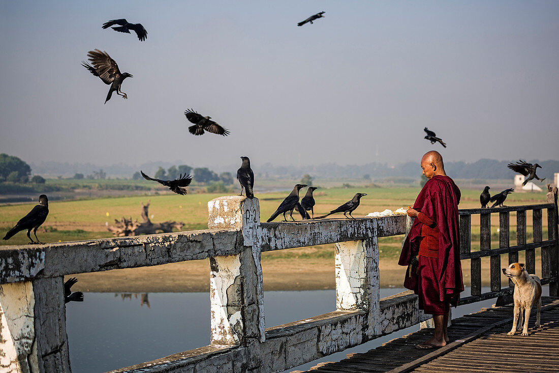 Monk feeds crows on U-Bein Bridge, Amarapura, Mandalay, Myanmar, Southeast Asia