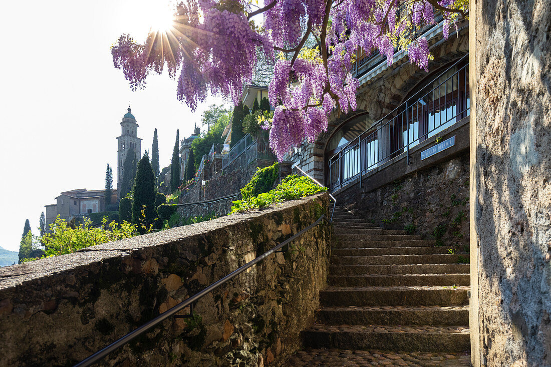 Blühende Glyzinien über die Treppe auf dem Weg zur Kirche Santa Maria del Sasso. Morcote, Kanton Tessin, Schweiz