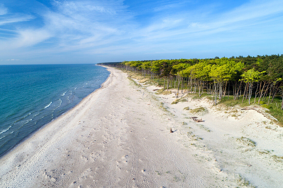 Beach on the Darss peninsula in summer, Baltic Sea, Mecklenburg-Western Pomerania, Germany, Europe