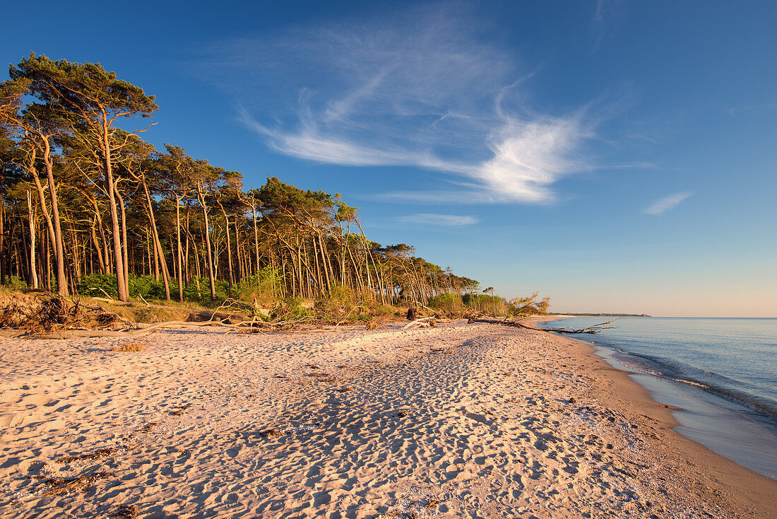 Evening sun on the western side of the Darss peninsula in the Baltic Sea, Mecklenburg-Western Pomerania, Germany, Europe