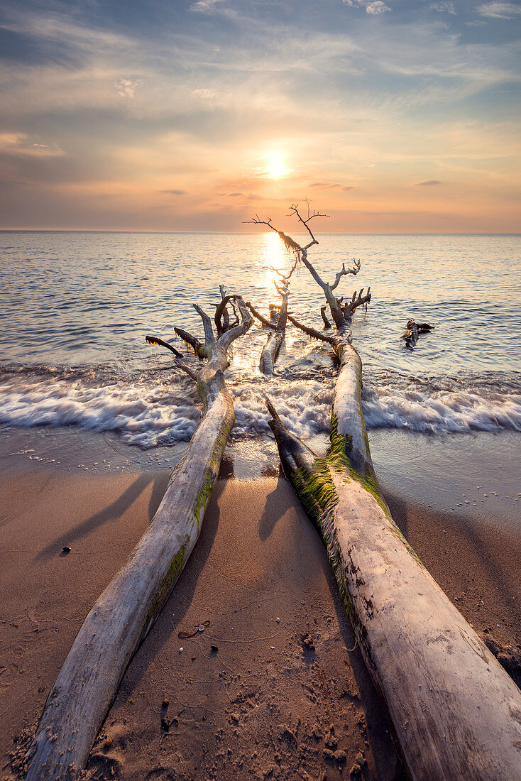 Sunset over driftwood on beach of the Baltic Sea, Mecklenburg-Western Pomerania, Germany, Europe