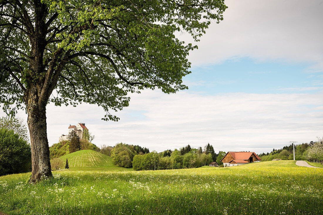 Frühlings Wiese vor Waldburg, Landkreis Ravensburg, Baden-Württemberg, Deutschland