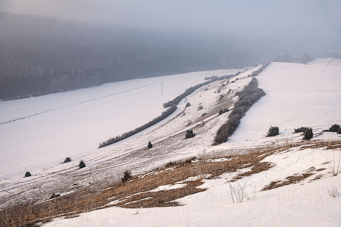 typische Wachholderbüsche der Alb im Winter, Bopfingen, Ostalbkreis, Schwäbische Alb, Baden-Württemberg, Deutschland