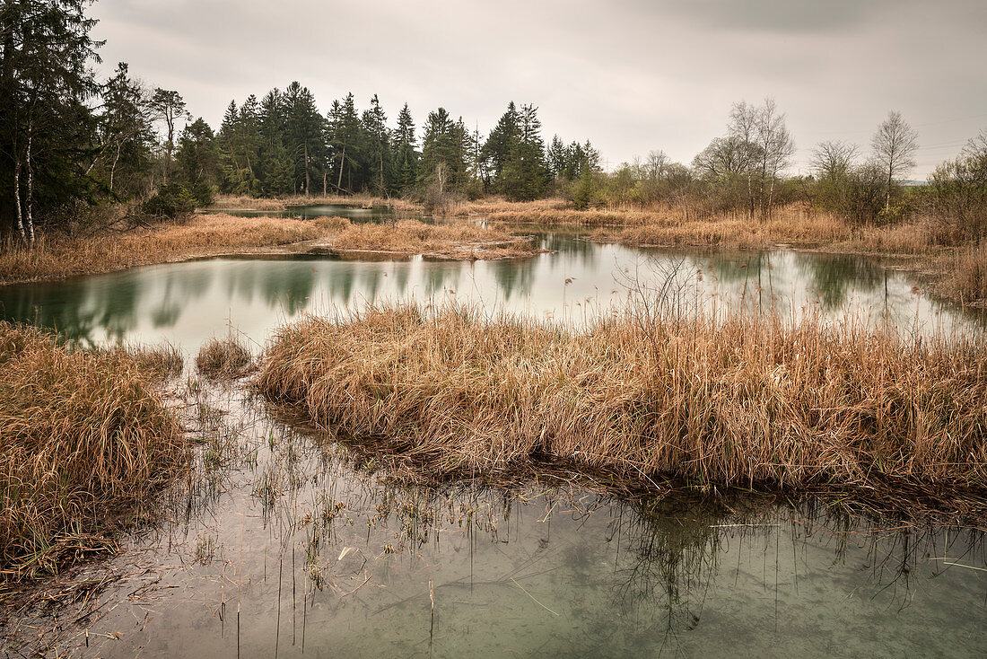 Natuschutzgebiet Wurzacher Ried, Moorgebiet, Bad Wurzach, Landkreis Ravensburg, Baden-Württemberg, Deutschland