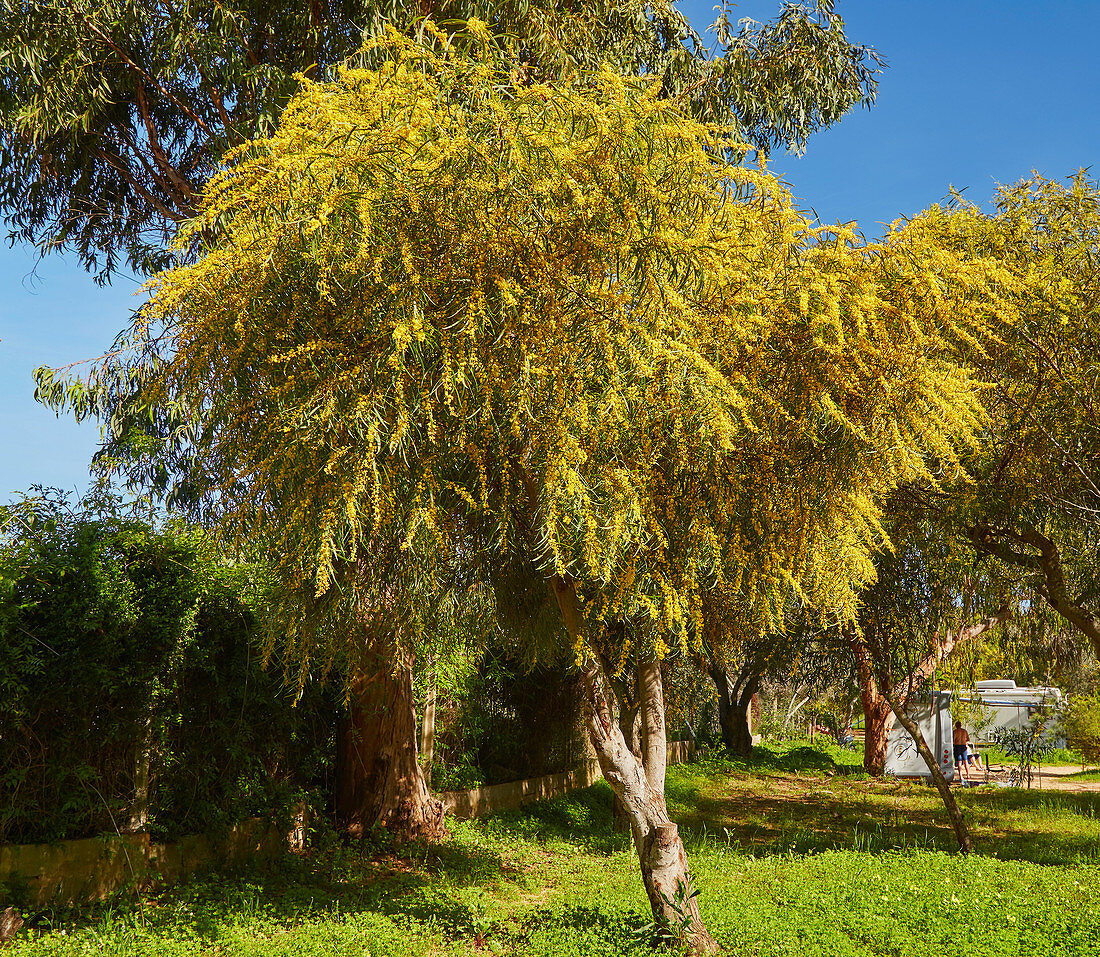 Flowering mimosas at Alvor, District Faro, Region of Algarve, Portugal, Europe