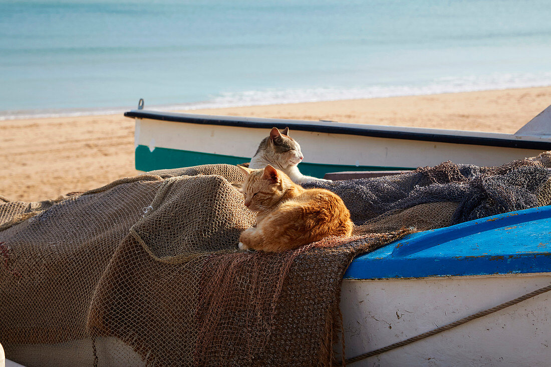 Katzen auf Fischerboot am Strand von Salema, Parque Natural do Sudoeste Alentejano e Costa Vicentina, Atlantik, Distrikt Faro, Region Algarve, Portugal, Europa