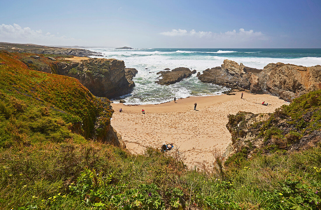 Frühling an der Felsenküste von Porto Covo, Parque Natural do Sudoeste Alentejano e Costa Vicentina, Distrikt Setubal, Region Alentejo, Portugal, Europa