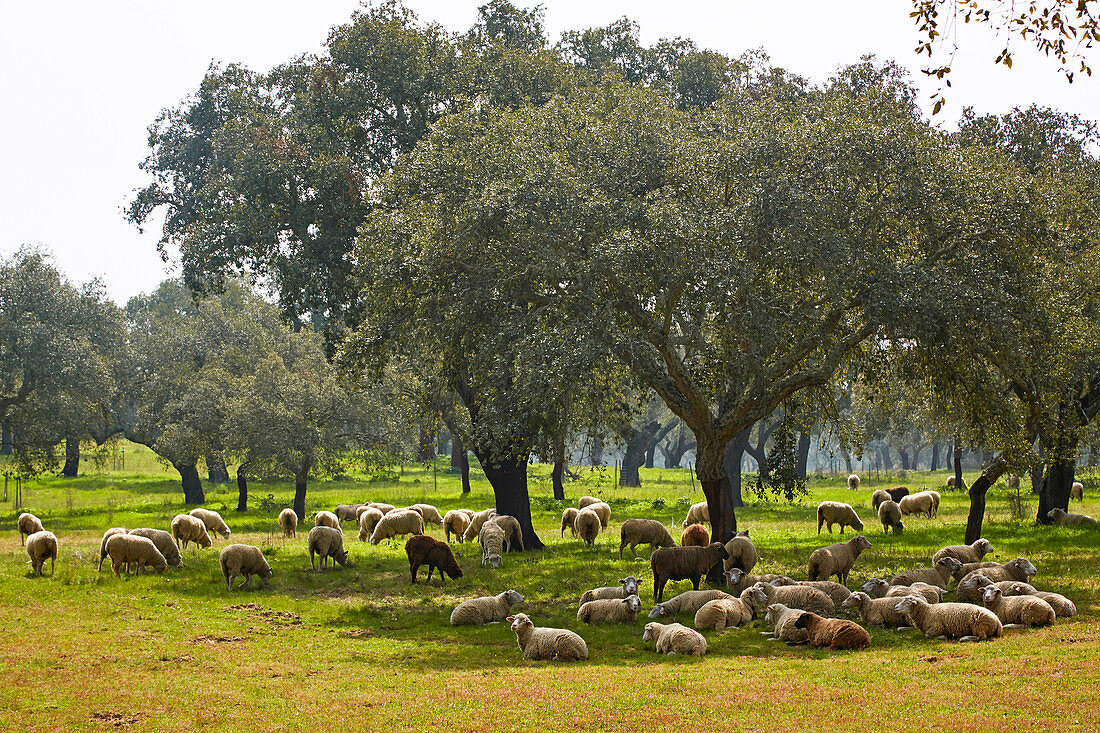 Flock of sheep beolw cork-oaks near Ferreira, District Beja, Region of Alentejo, Portugal, Europe