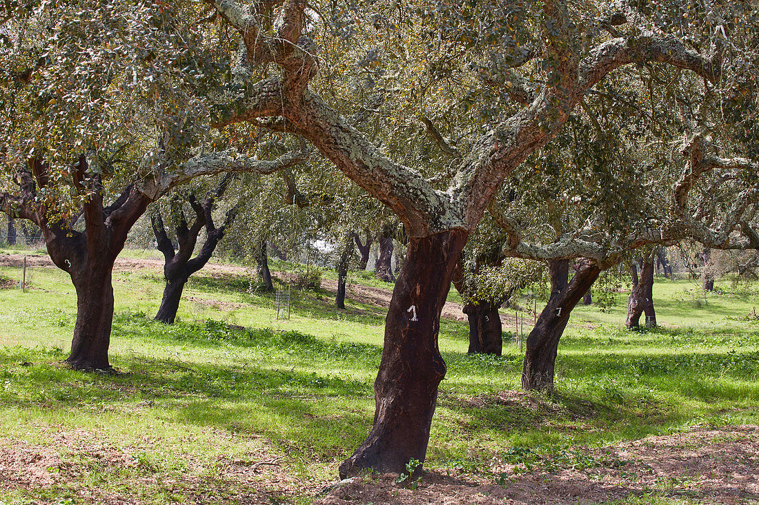 Korkeichen bei Ferreira, Distrikt Beja, Region Alentejo, Portugal, Europa