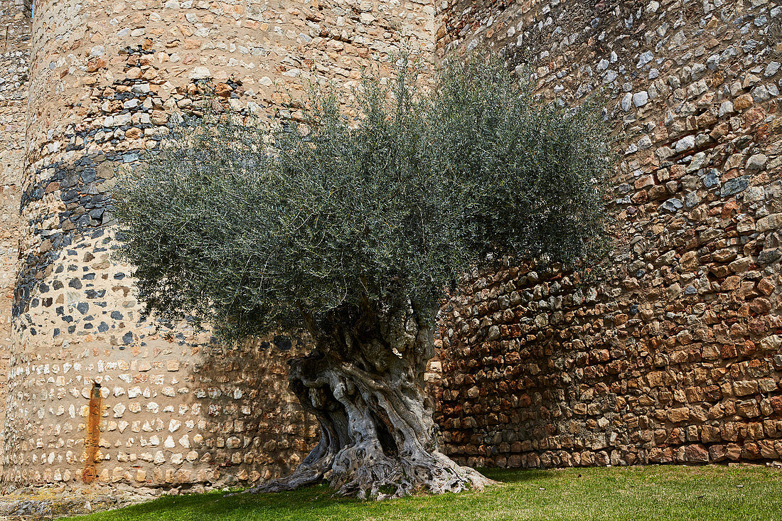 Olive-tree at the town gate Porta de Beja, Serpa, District Beja, Region of Alentejo, Portugal, Europe