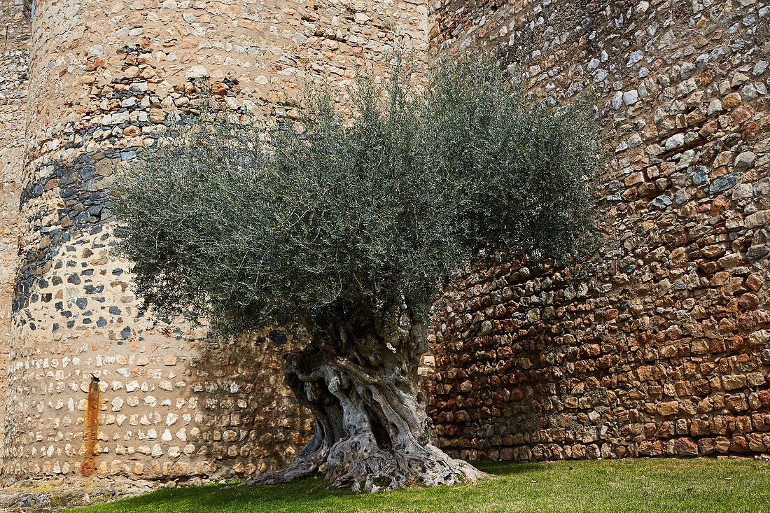 Olivenbaum am Stadttor Porta de Beja in Serpa, Distrikt Beja, Region Alentejo, Portugal, Europa