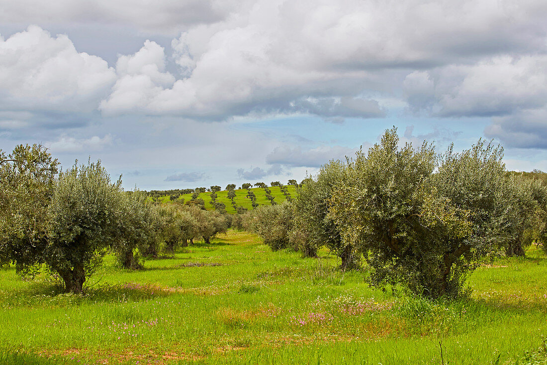 Frühling im Olivenhain bei Moura, Distrikt Beja, Region Alentejo, Portugal, Europa