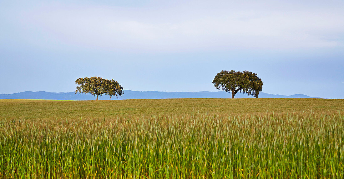 Zwei Bäume im Getreidefeld bei Pedrógao, Distrikt Beja, Region Alentejo, Portugal, Europa
