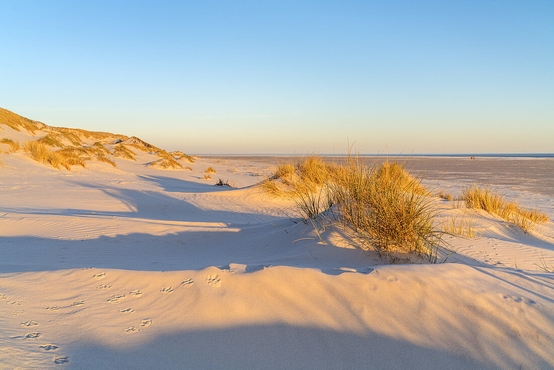 Dunes on the beach on the North Frisian Island Amrum, Nebel, North Sea, Schleswig-Holstein, Northern Germany, Germany, Europe
