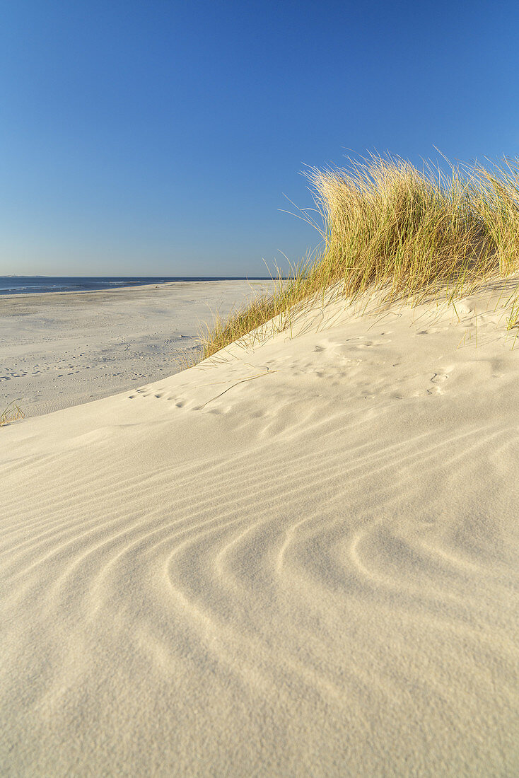 Dünen auf der Insel Amrum, Norddorf, Nordfriesische Inseln, Schleswig-Holstein, Norddeutschland, Deutschland, Europa