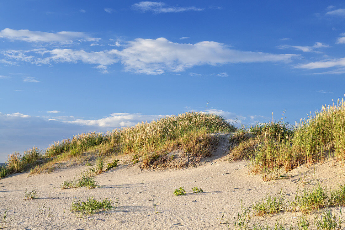 Dünen in St. Peter-Ording, Halbinsel Eiderstedt, Nordfriesland, Schleswig-Holstein, Norddeutschland, Deutschland, Europa