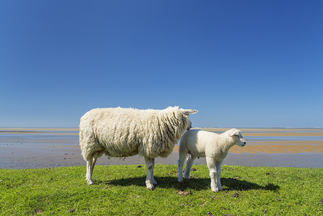 Schafe auf dem Deich in Utersum, Insel Föhr, Nordfriesische Inseln, Schleswig-Holstein, Norddeutschland, Deutschland, Europa