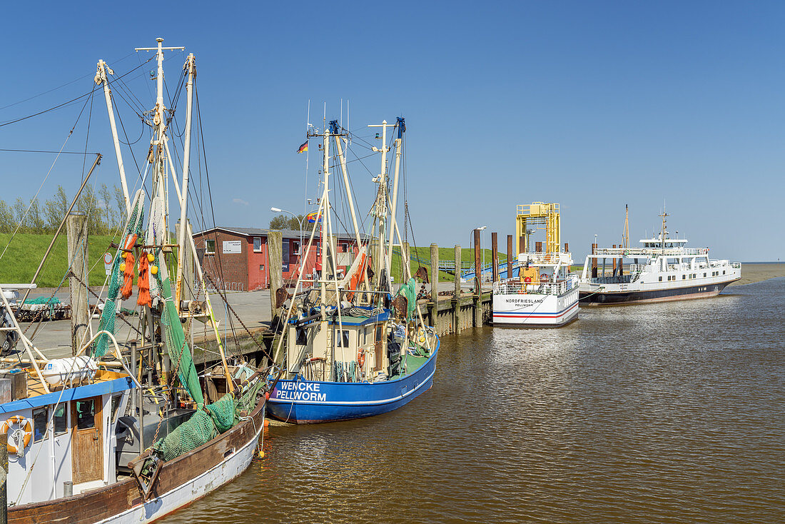 Fishing boats in the harbour of the North Frisian Island Pellworm, North Sea, Schleswig-Holstein, Northern Germany, Germany, Europe