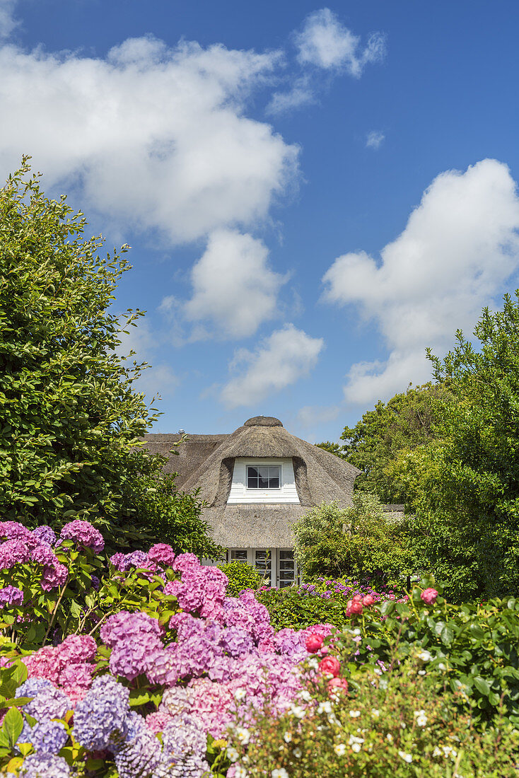 Thatched house with flower garden in Westerland, North Frisian Island Sylt, North Sea coast, Schleswig-Holstein, Northern Germany, Germany, Europe
