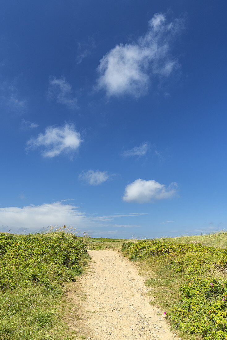 Way across the dunes in Hörnum, North Frisian Island Sylt, North Sea coast, Schleswig-Holstein, Northern Germany, Germany, Europe